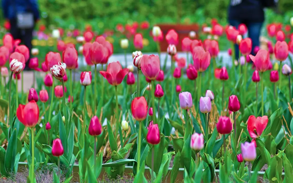 Symbolbild: A stunning display of colorful tulips in a lush garden, showcasing natural beauty and springtime vibrance.
