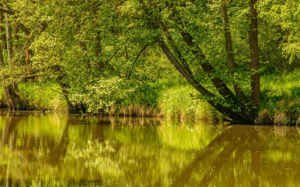 Symbolbild: Serene woodland landscape with lush trees reflected in a calm pond.