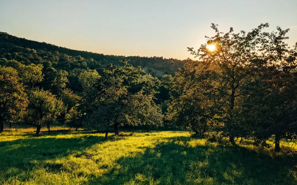 Symbolbild: Capture of a tranquil sunset over a lush meadow and trees in Mössingen, Germany.
