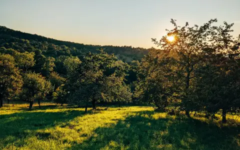 Symbolbild: Capture of a tranquil sunset over a lush meadow and trees in Mössingen, Germany.